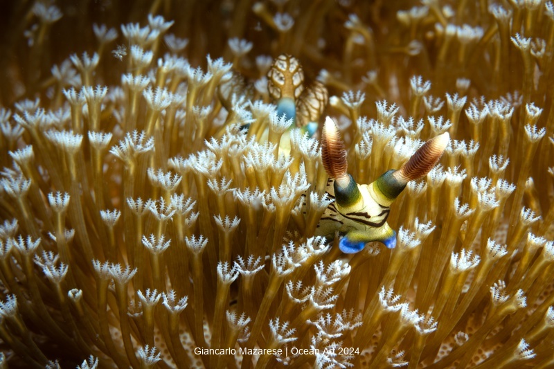 Underwater Flowers